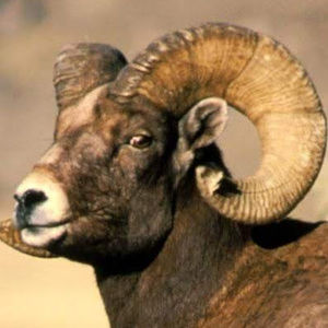 Meet your Posher, Ram